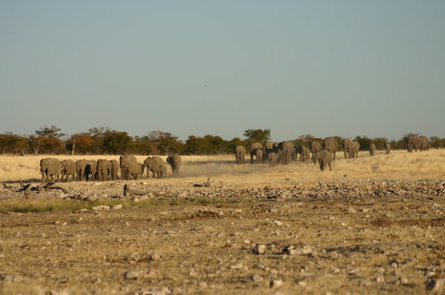 Riesige Elefantenherde auf dem Weg zum Wasserloch