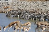 Aufgereihte Zebras am Wasserloch