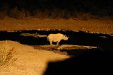 Nashorn am beleuchteten Wasserloch
