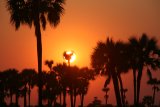 Sonnenuntergang hinter Makalani-Palmen