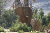 Wüstenelefanten im Hoarusib