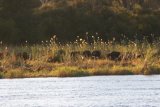 Wasserbüffel Herde